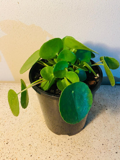Chinese Money Plant 140mm displayed on Australian home desk as trendy indoor plant decor