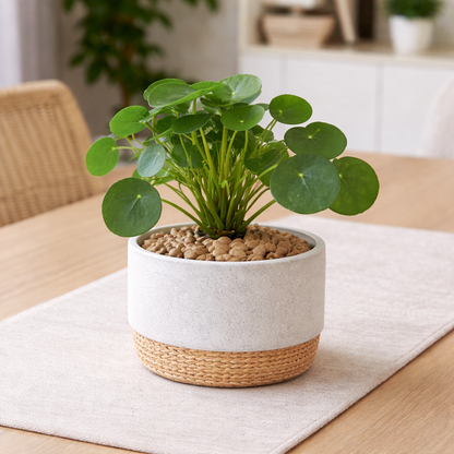 Chinese Money Plant - Pilea Peperomioides