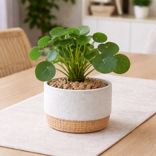 Chinese Money Plant - Pilea Peperomioides