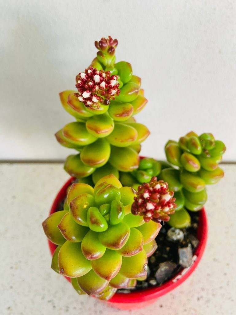 Sedum Giant Jelly Bean in 130mm pot for easy care Aussie gardens