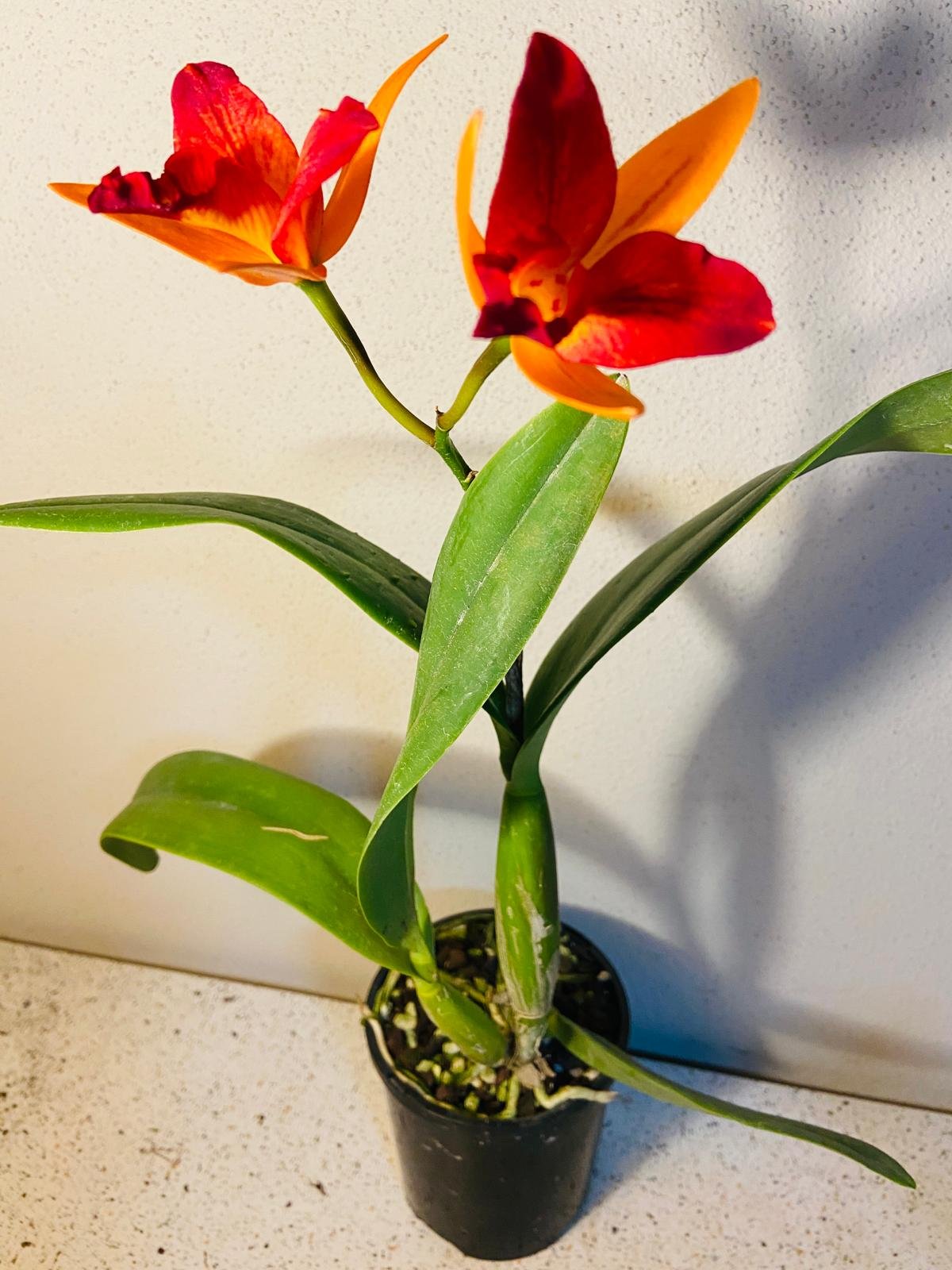 Close-up of jewel-toned Doozy Topaz succulent with ombré orange, burgundy and green coloring