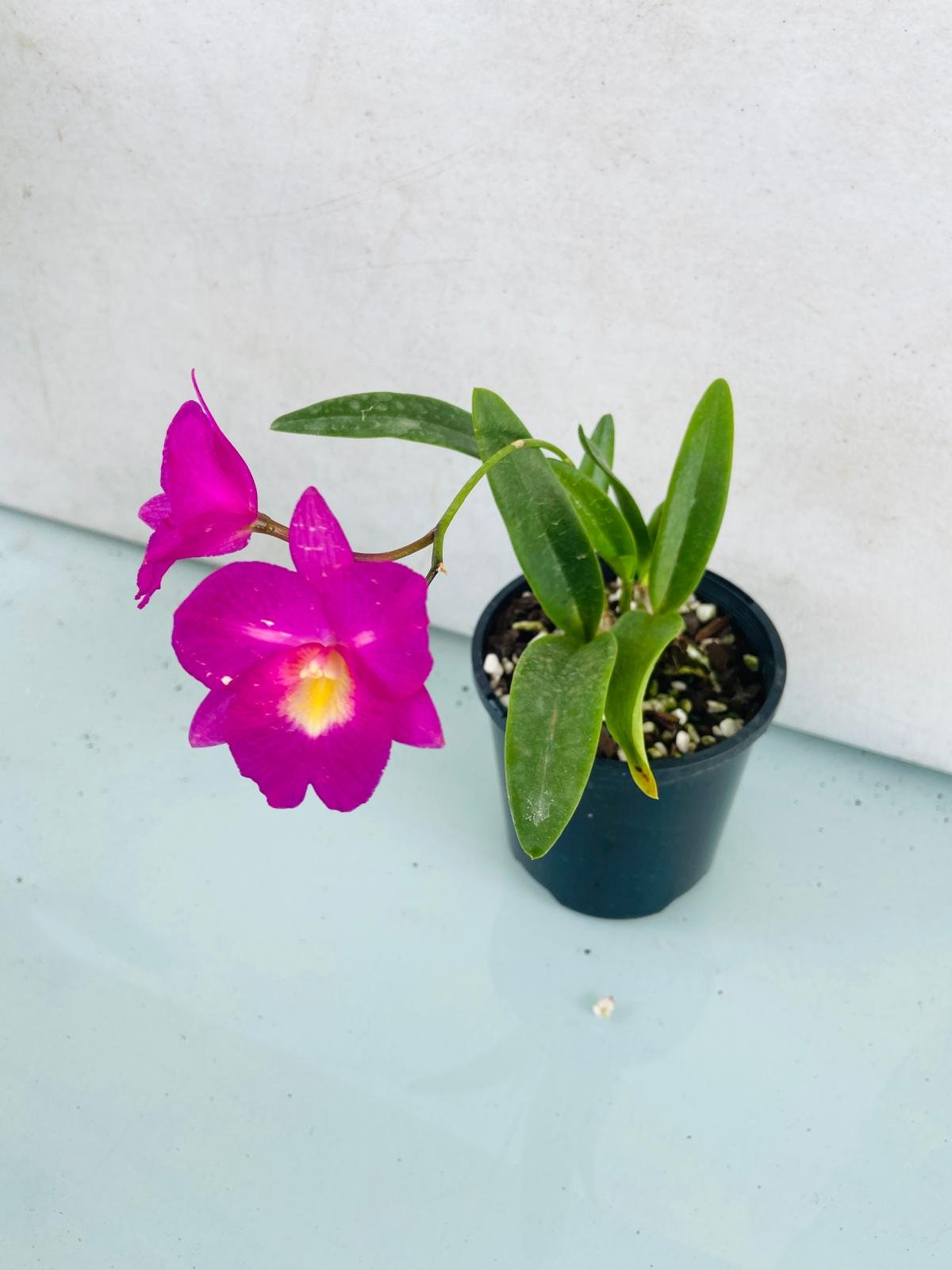 Compact Cattleya Starrlyn Topaz in 100mm pot for small spaces