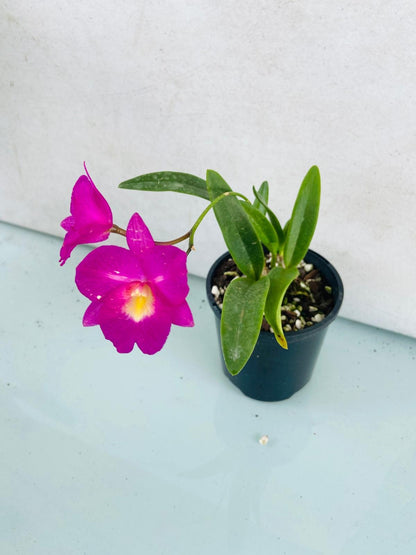 Compact Cattleya Starrlyn Topaz in 100mm pot for small spaces