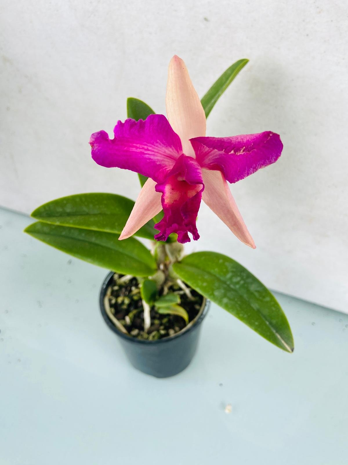 Compact Rth Bliss Topaz cattleya orchid in 100mm container, easy-care for shelves or patios in Australian climates