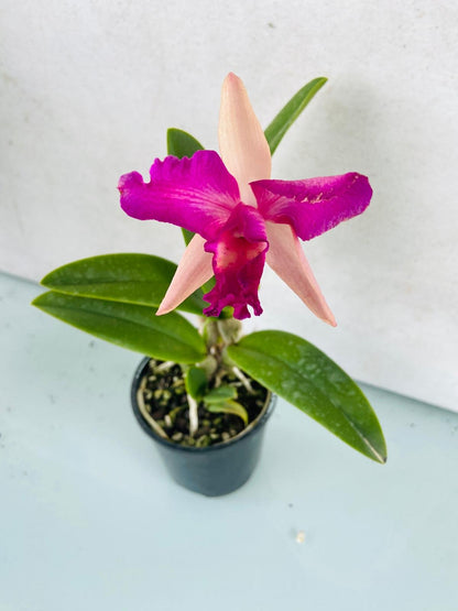 Compact Rth Bliss Topaz cattleya orchid in 100mm container, easy-care for shelves or patios in Australian climates
