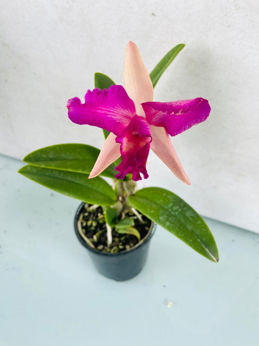 Compact Rth Bliss Topaz cattleya orchid in 100mm container, easy-care for shelves or patios in Australian climates