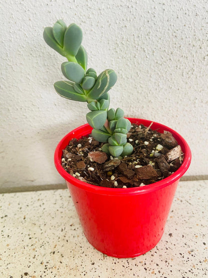 Buy Corpuscularia lehmannii angular leaf succulent online Australia