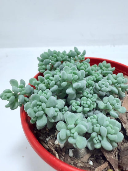 Sedum dasyphyllum Corsican stonecrop forming dense mat groundcover cascading over rocks in Australian rock garden