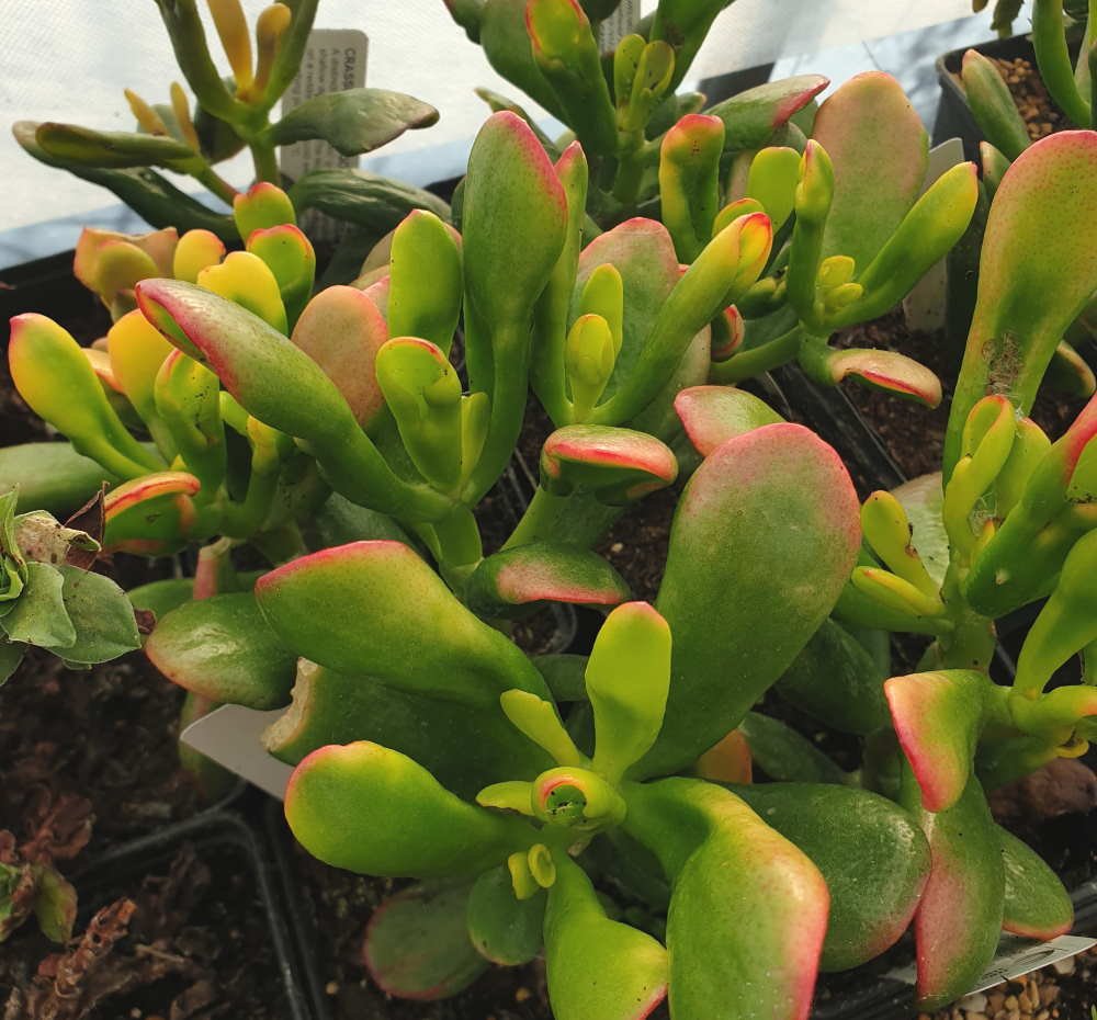 Crassula Ovata Gold Fingers jade plant showing golden yellow tubular leaves in container for sale Australia