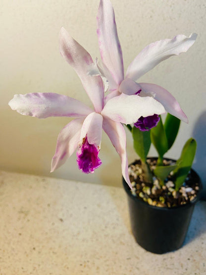 Crassula Poem Topaz Sonnet rare pastel pink and lavender succulent with powdery farina coating in 100mm pot Australia