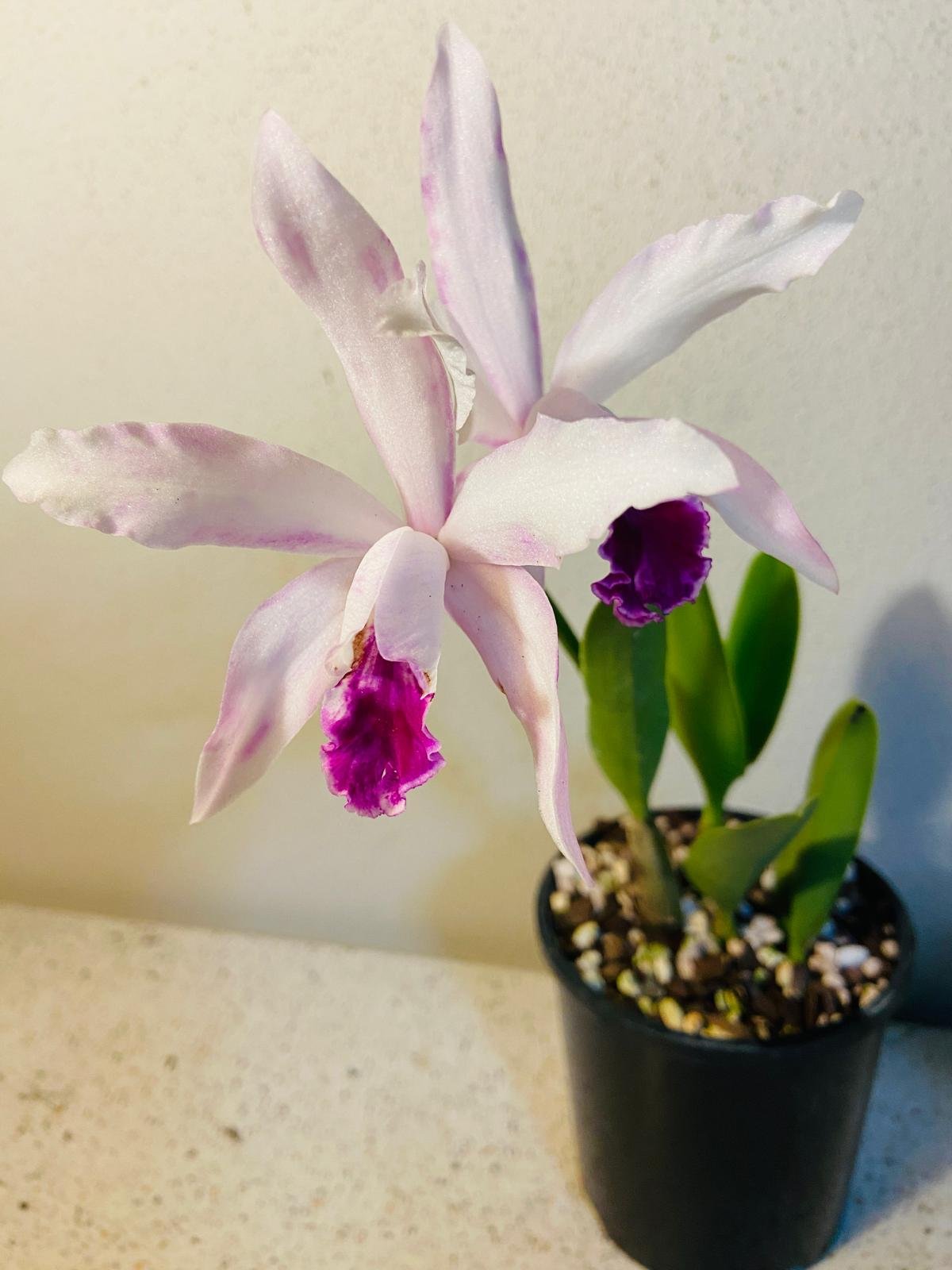 Aerial view of Crassula Poem Topaz Sonnet symmetrical rosette formation displaying pastel color gradient from center to edges