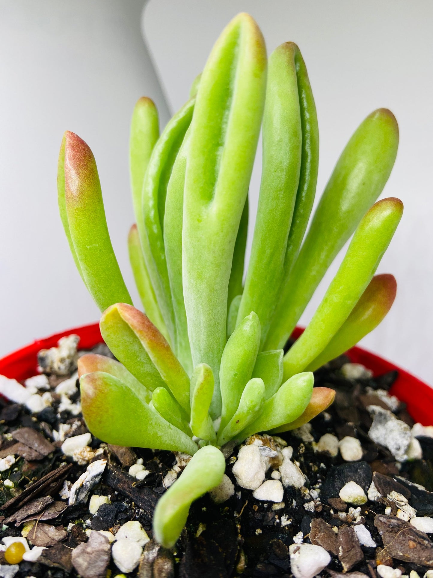Outdoor container garden featuring Crassula Shrek's Ears in bright sunlight with full sun exposure