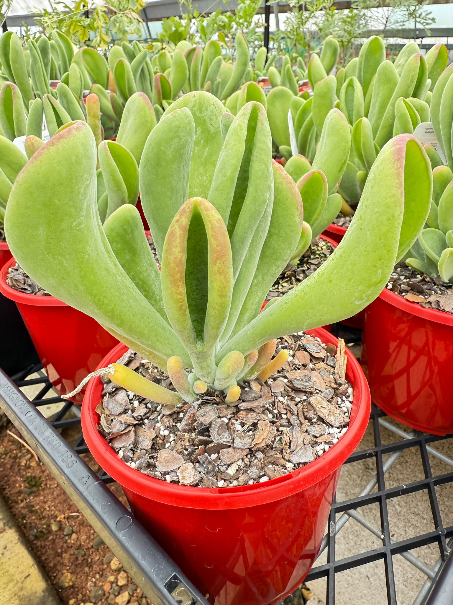 succulent with tubular leaves Buy Crassula Shrek's Ears