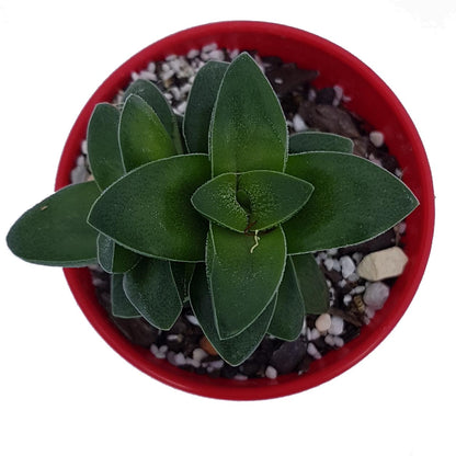 crassula springtime succulent Buy Crassula Springtime