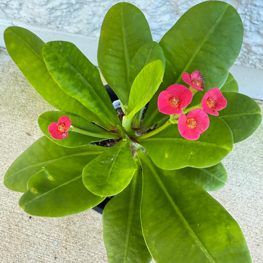 Crown of Thorns flowering succulent Euphorbia milii for sale Australia