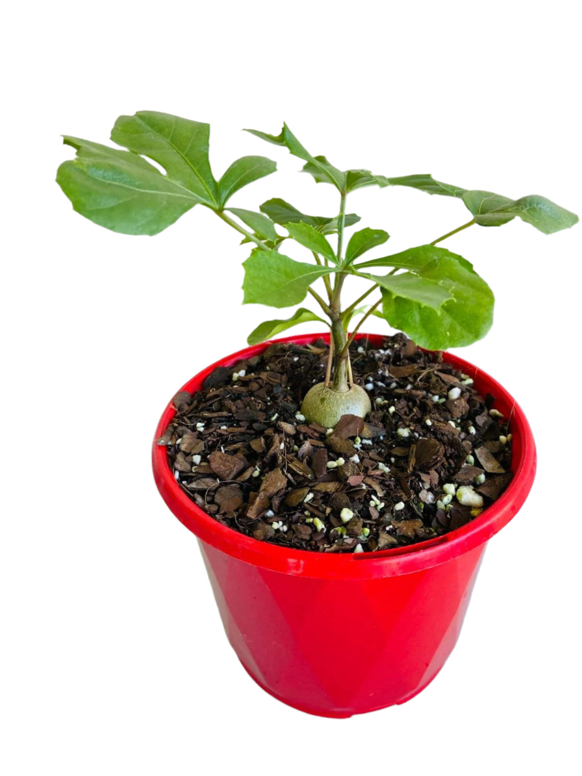 Cussonia paniculata subsp. sinuata Mountain Cabbage Tree succulent with lobed grey-green leaves and caudex trunk