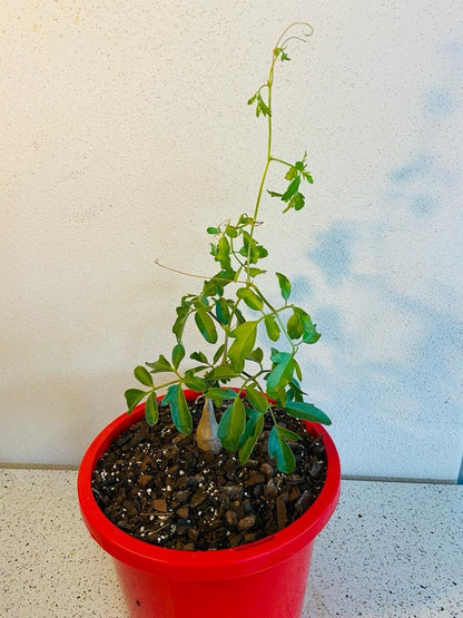 Cyphostemma elephantopus in 190mm pot for sale – drought tolerant caudex plant online Australia