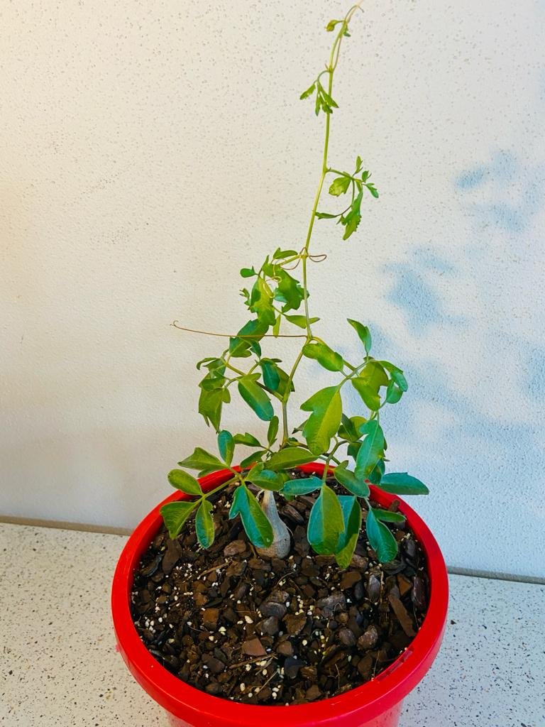 Cyphostemma elephantopus caudex succulent with swollen trunk and green leaves