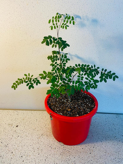 Delonix decaryi styled as bonsai showing compact growth habit