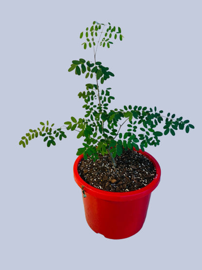 Delonix decaryi rare Madagascar bottle tree with swollen caudiciform trunk in 190mm pot