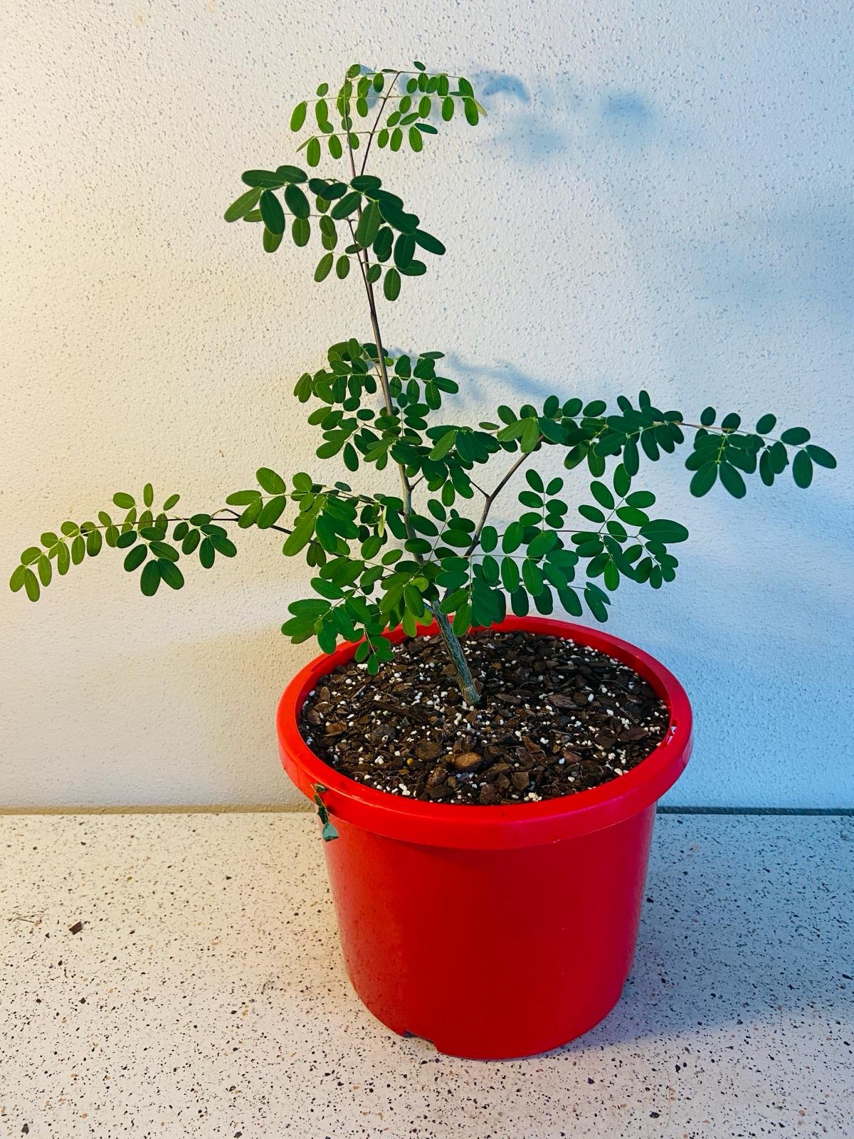 Close-up of Delonix decaryi sculptural bottle-shaped trunk and feathery foliage