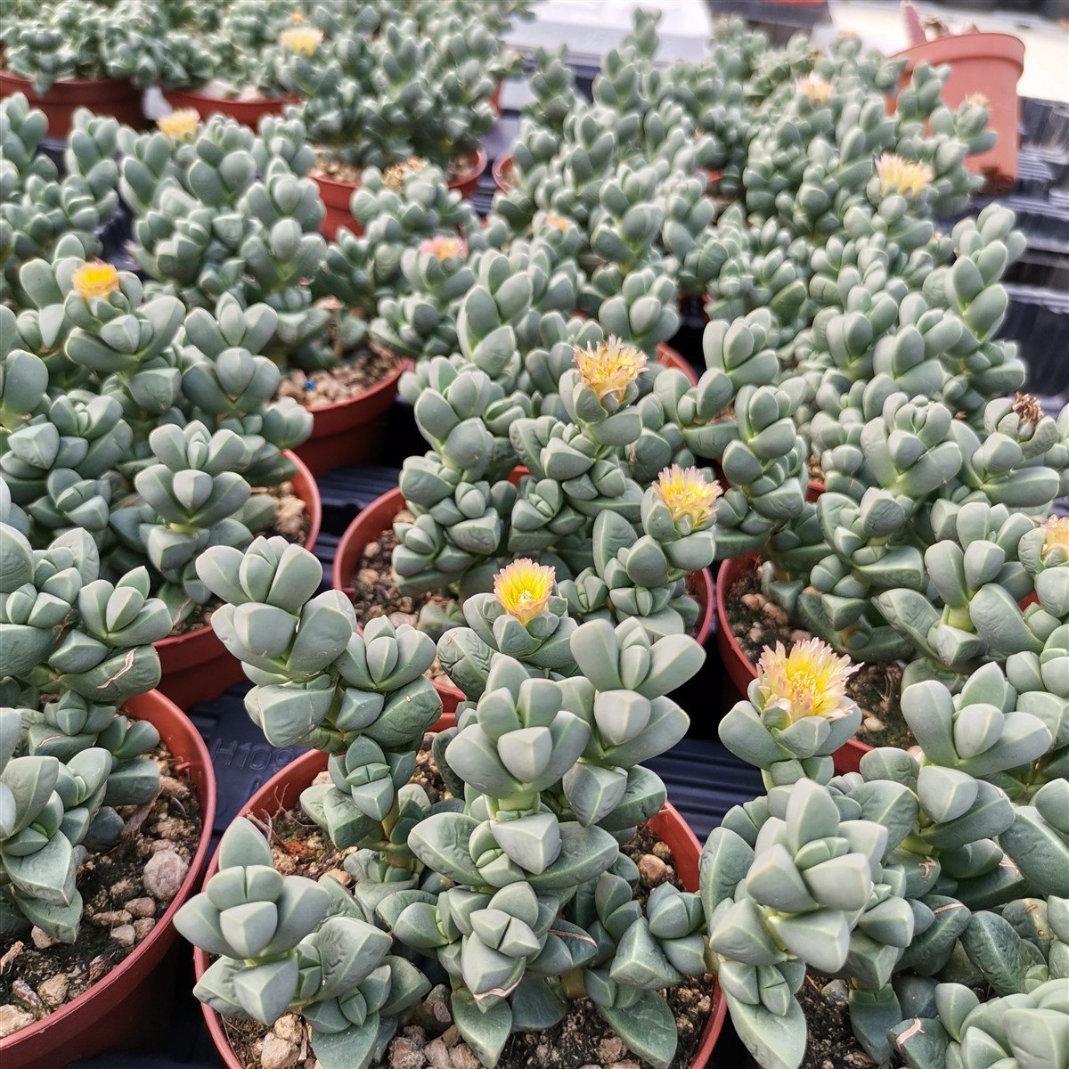 Delosperma lehmannii Ice Plant succulent with geometric foliage
