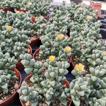 Delosperma lehmannii Ice Plant succulent with geometric foliage