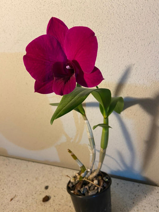 Dendrobium Dal's Classic orchid with pink purple star-shaped flowers in 100mm pot Australia