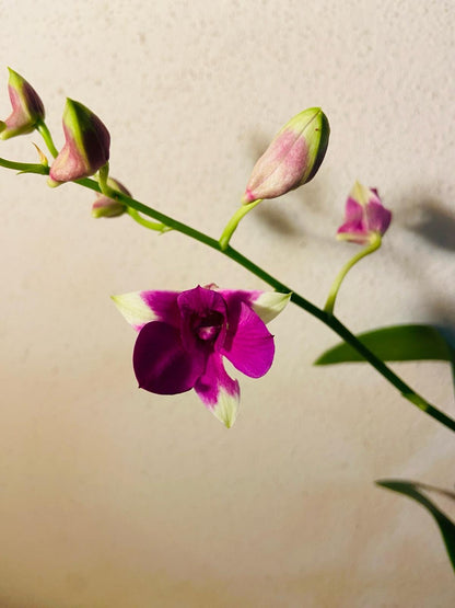 Close-up of Dendrobium Santi Fancy hybrid orchid blooms showing pink petals and magenta lip