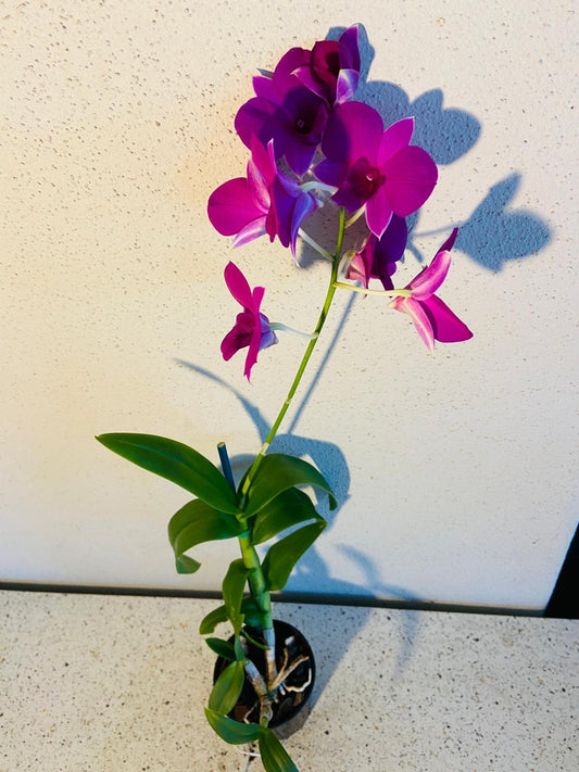 Dendrobium Venus orchid in 80mm pot with white petals and purple centers, compact hybrid for Australian homes