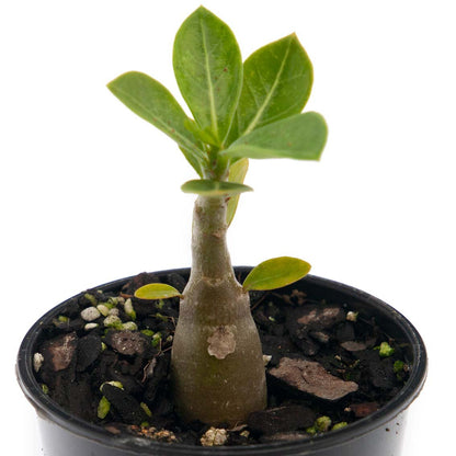 Mature Adenium Obesum bonsai-style caudex formation Australian grown