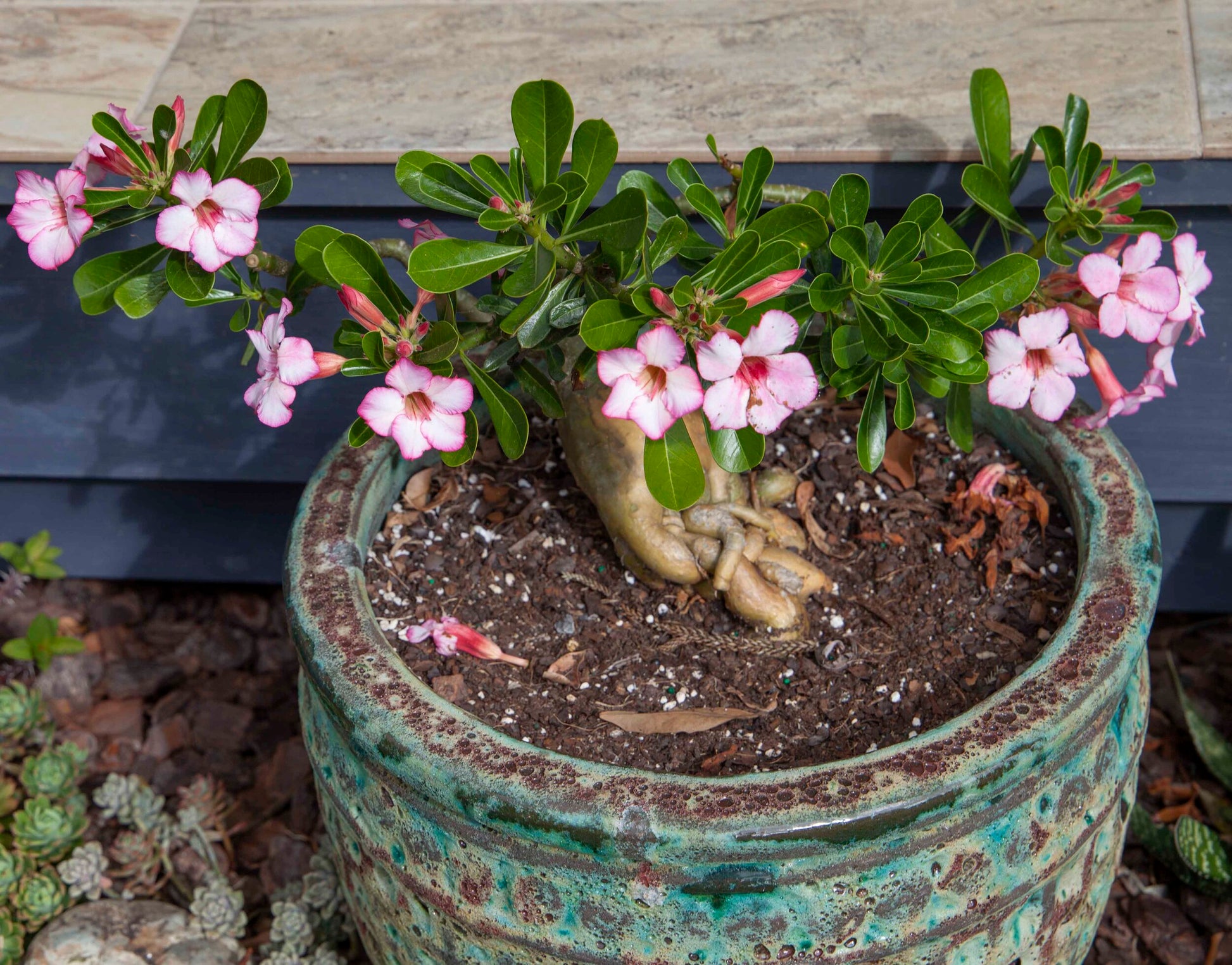 Buy Desert Rose succulent online Australia wide shipping available