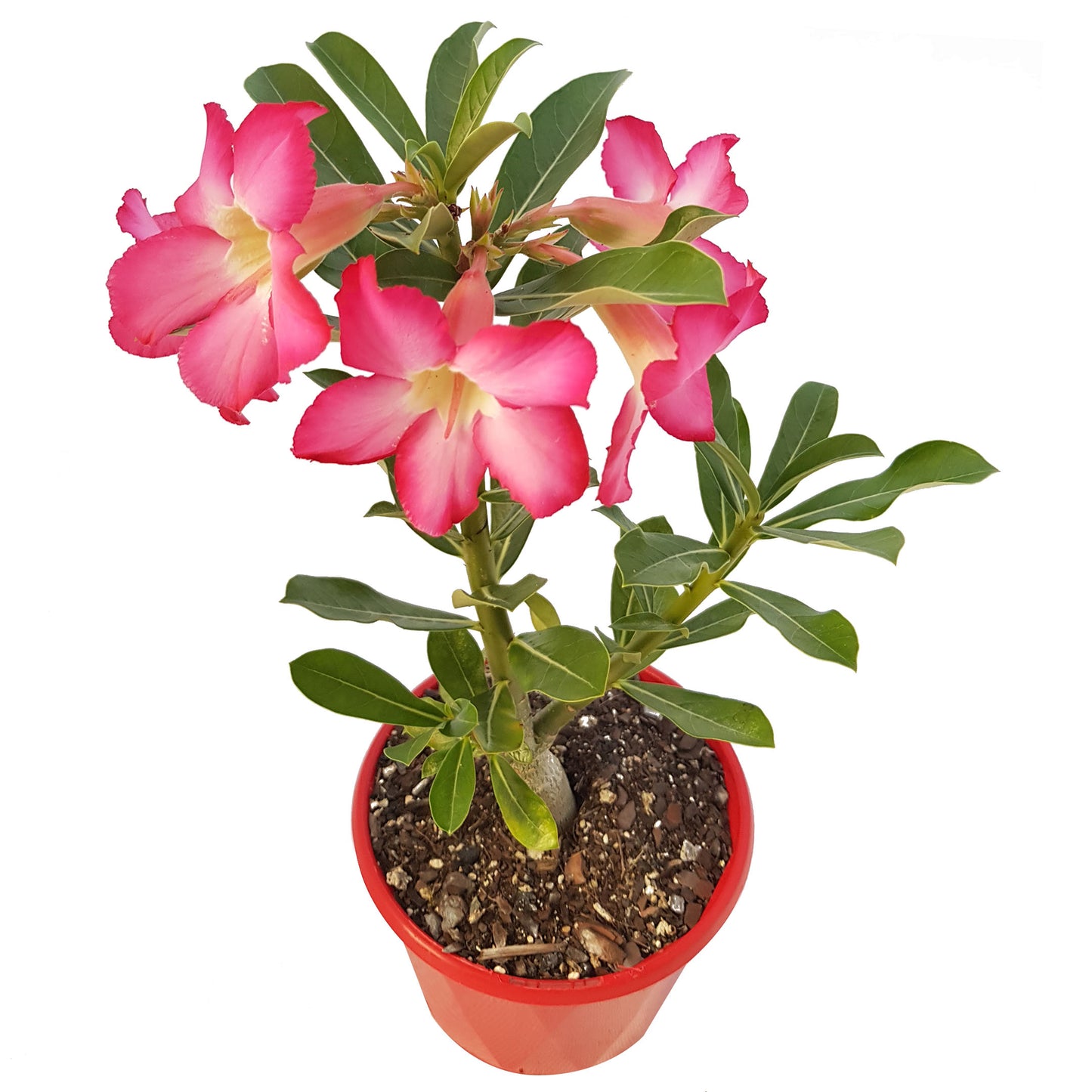 Close-up of Desert Rose pink flowers with yellow throat Australia