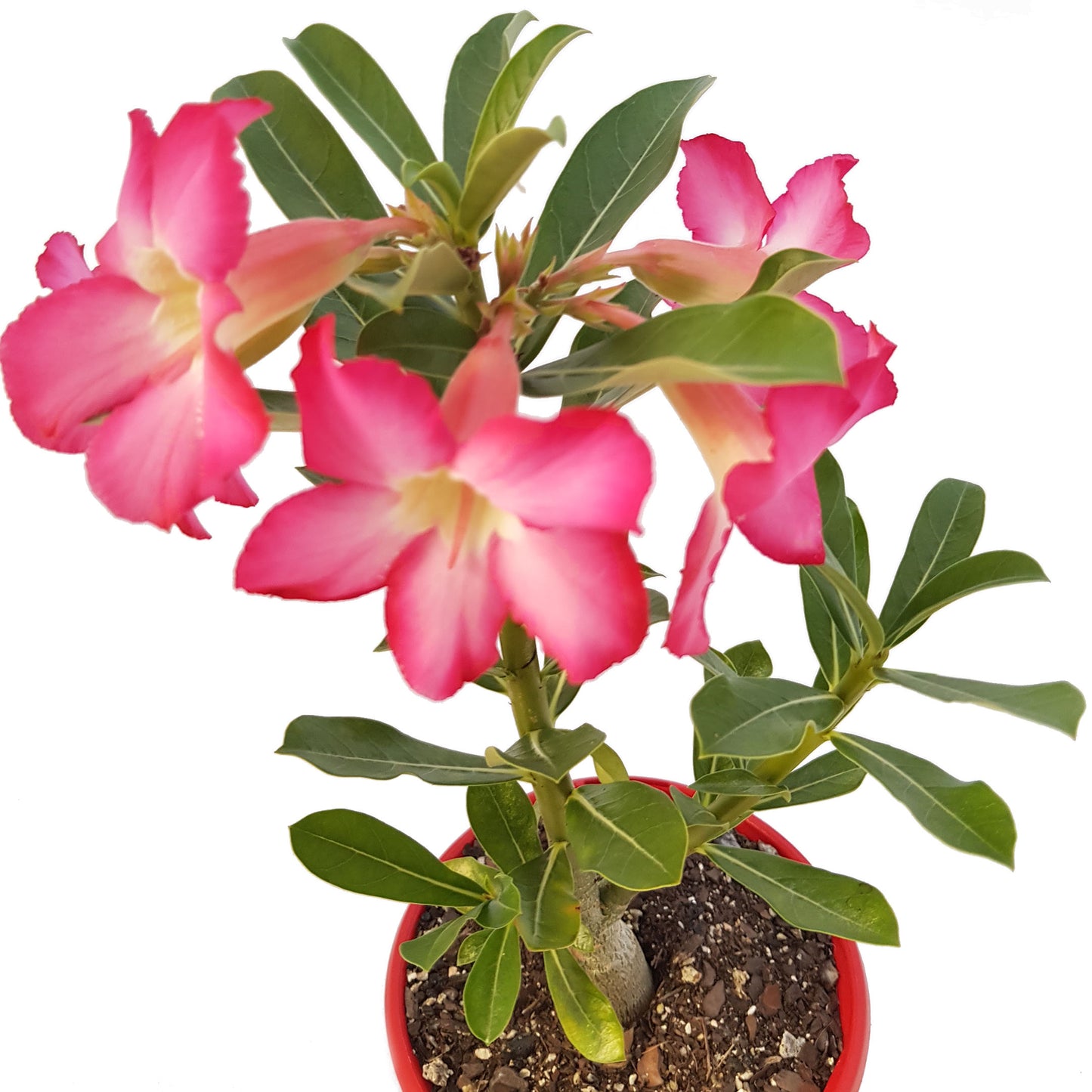 Desert Rose plant exhibiting natural sculptural trunk shape