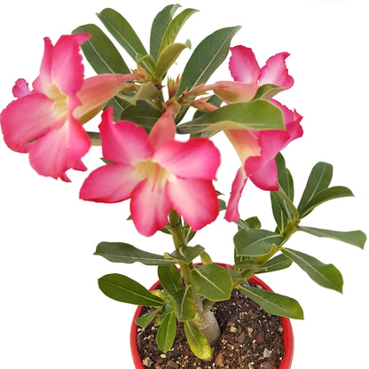 Desert Rose plant exhibiting natural sculptural trunk shape