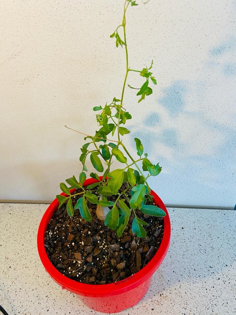 Close-up of developing caudex on Cyphostemma elephantopus, rare caudiciform succulent for Australia
