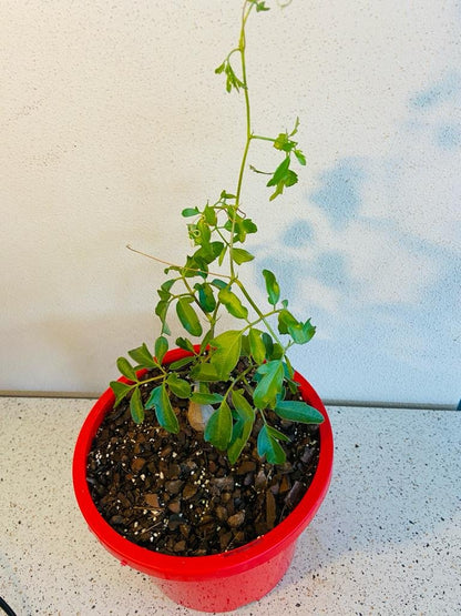 Close-up of developing caudex on Cyphostemma elephantopus, rare caudiciform succulent for Australia