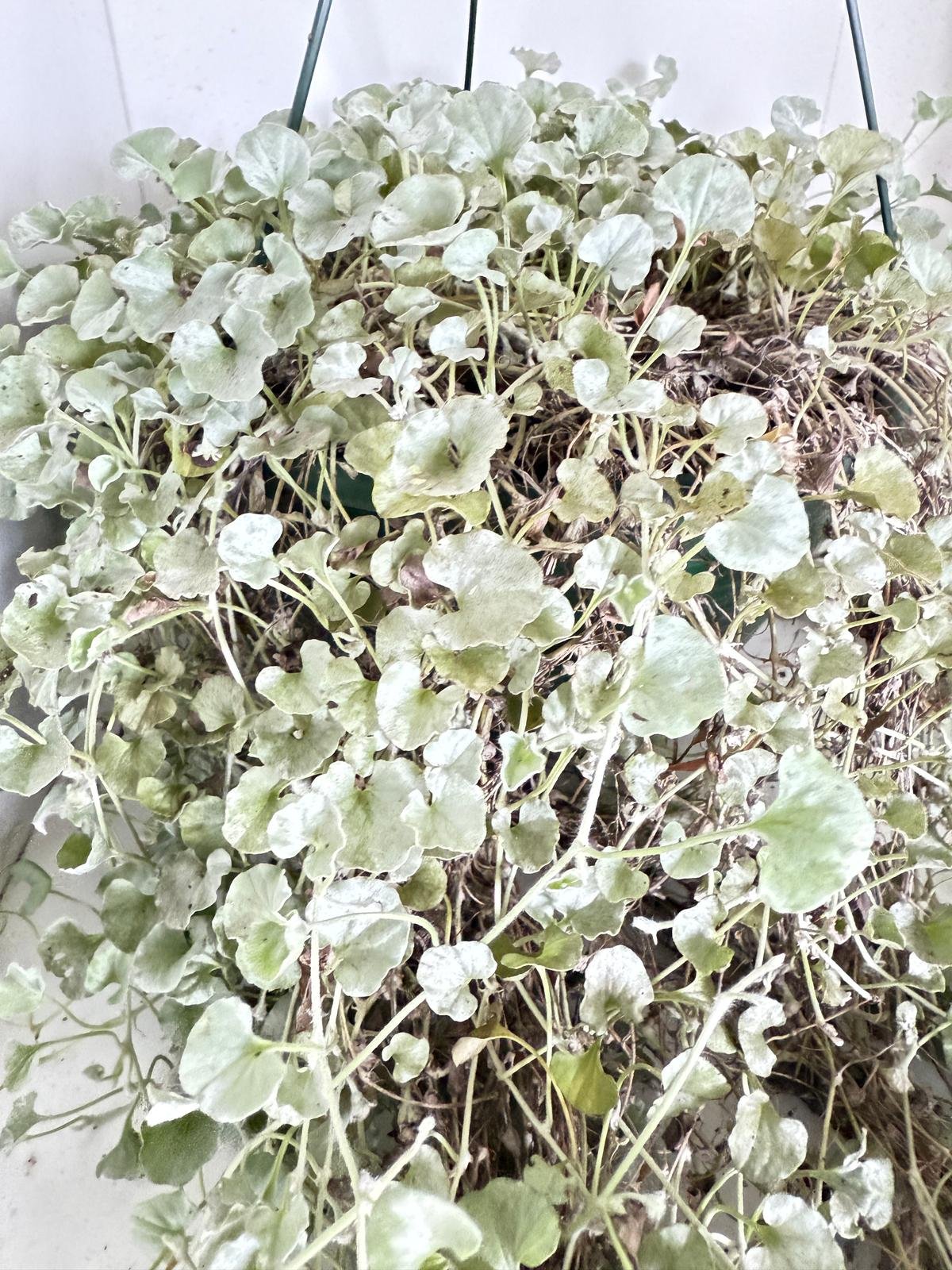 Close-up of Dichondra Argentea Silver Falls in a container with silvery leaves