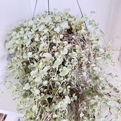 Dichondra Argentea Silver Falls cascading in a hanging basket with silvery foliage