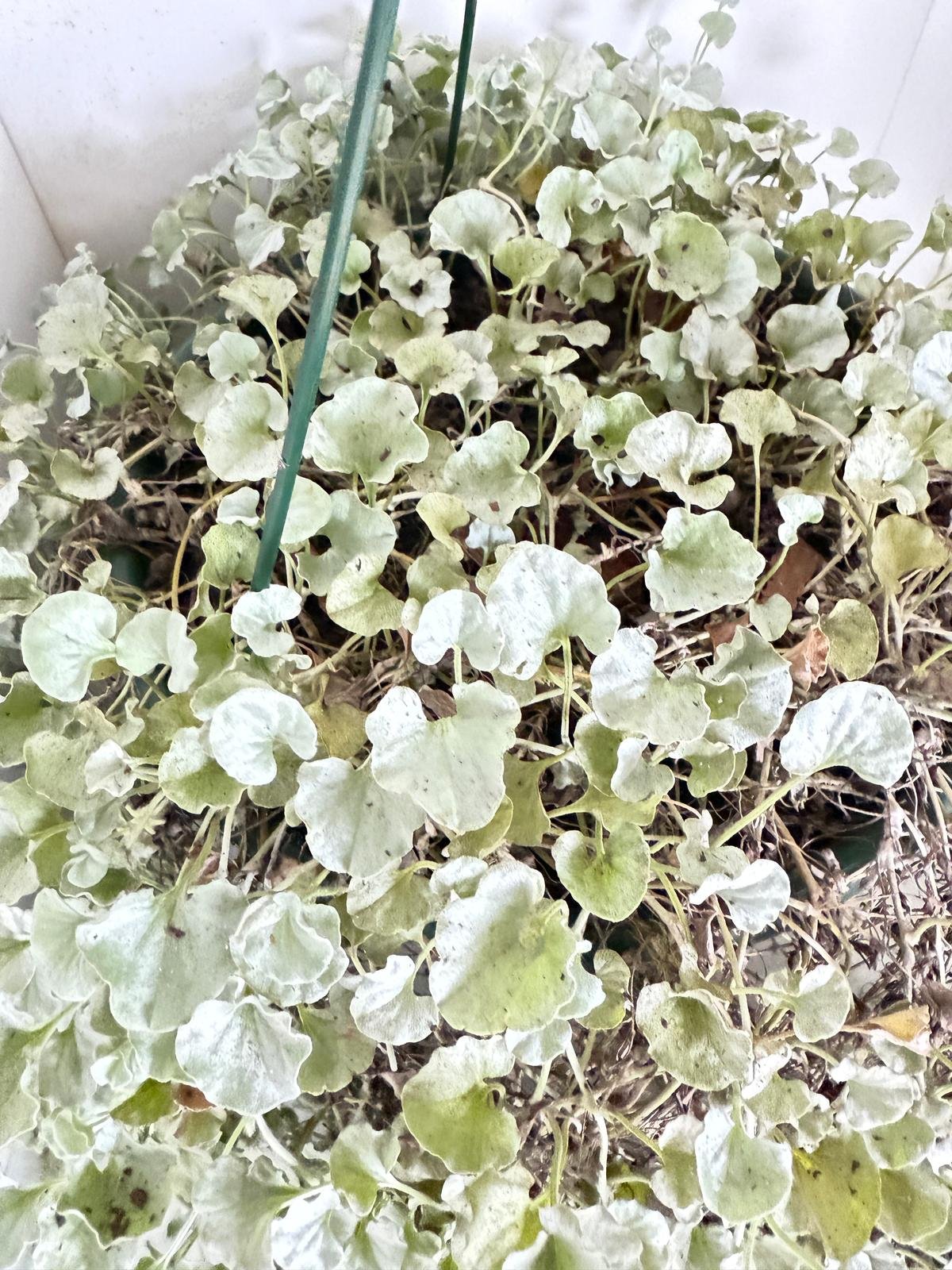 Dichondra Argentea Silver Falls as a low-growing groundcover in a garden
