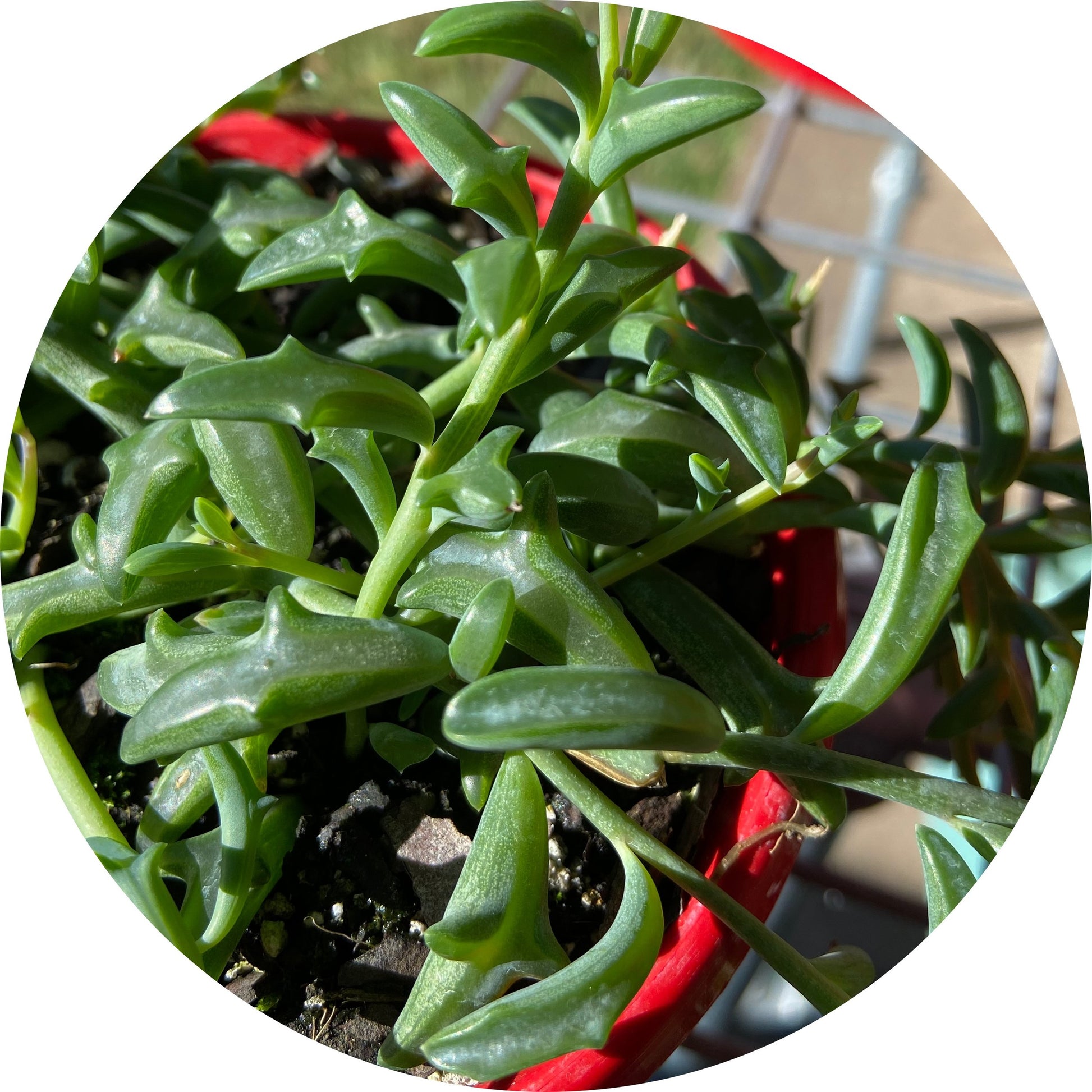 dolphin plant succulent Senecio Dolphin Necklace