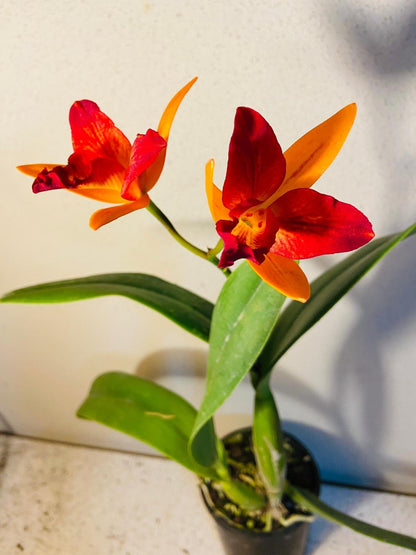 Doozy Topaz colorful succulent in black 100mm container ready for shipping across Australia