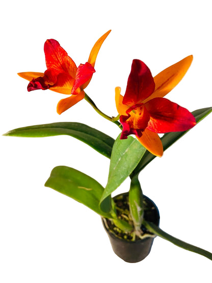 Doozy Topaz succulent in 100mm pot showing vibrant orange and burgundy rosette leaves - buy online Australia