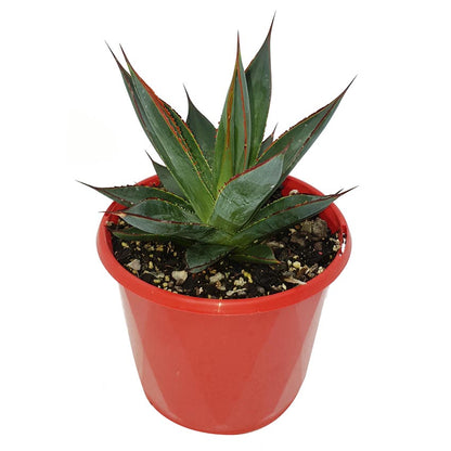 Agave Blue Glow size comparison 130mm vs 200mm bare root options available Australia