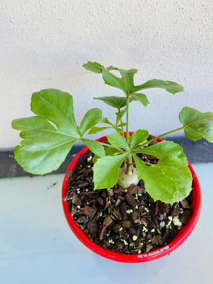 Drought-tolerant Mountain Cabbage Tree (Cussonia paniculata sinuata) from Succulents Online Australia nursery