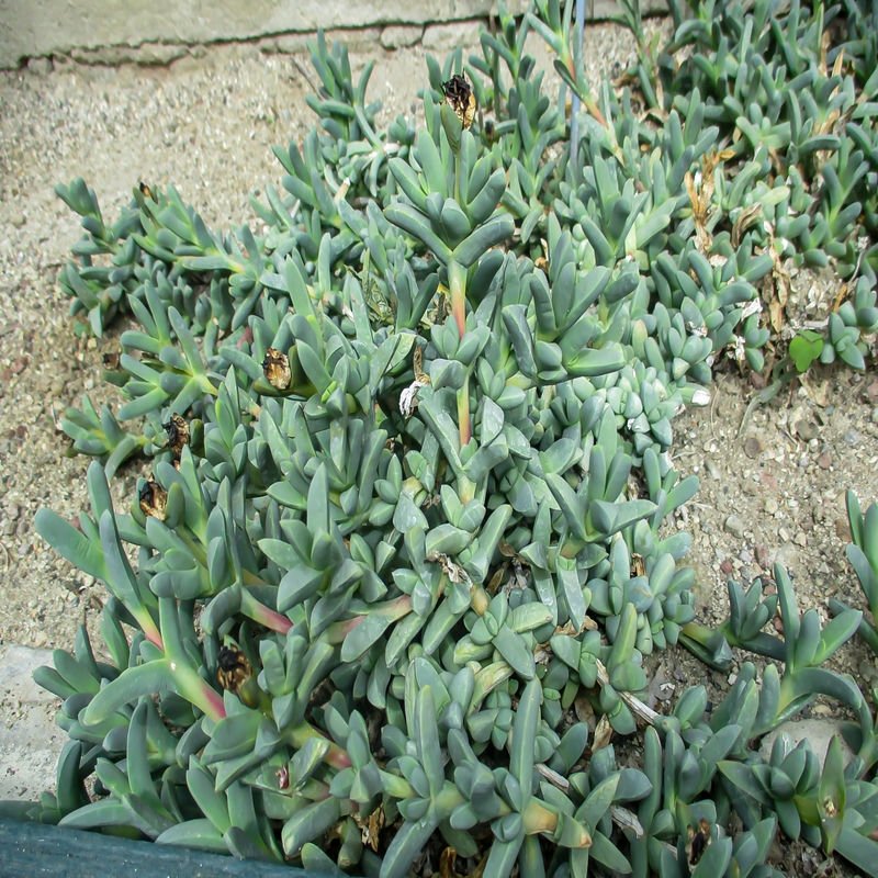 Drought tolerant Ruschia maxima as groundcover in rock garden