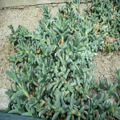 Drought tolerant Ruschia maxima as groundcover in rock garden