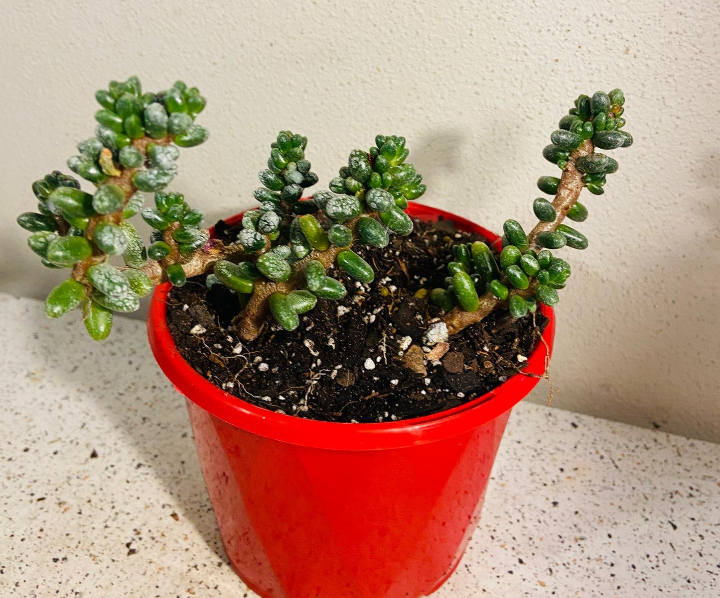 Drought-tolerant Dusty Stonecrop for rock gardens