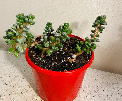 Drought-tolerant Dusty Stonecrop for rock gardens