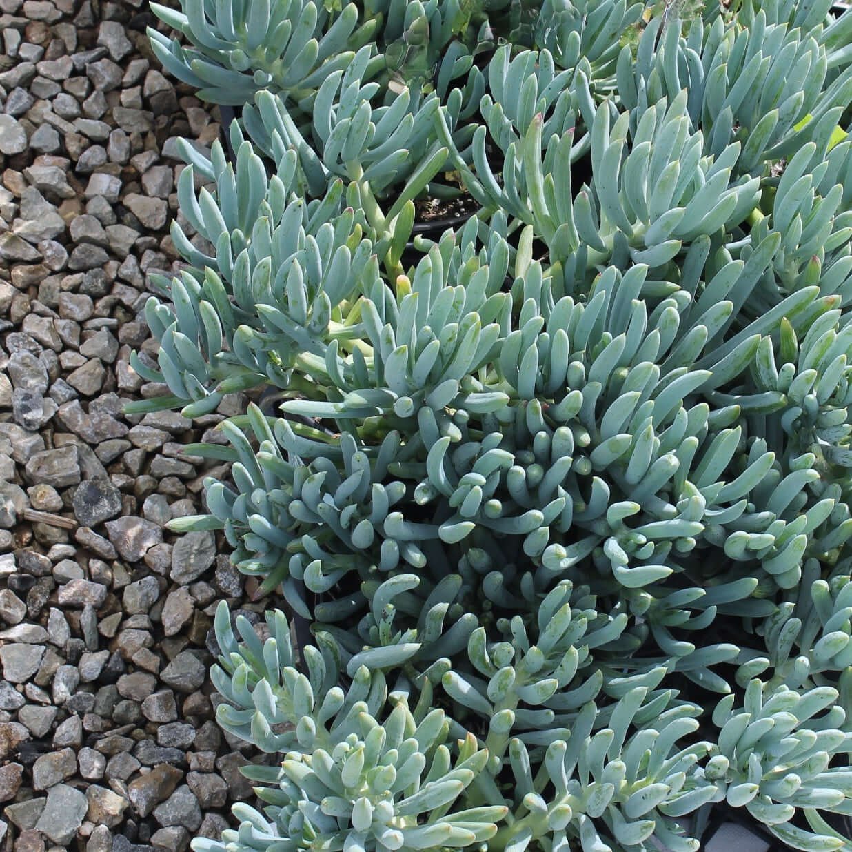 Dwarf blue chalk sticks succulent Senecio serpens in pot with silver blue finger-like leaves Australia